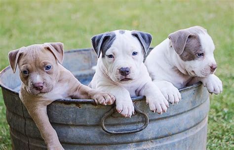 Lovely pitbull puppies ready for new homes. 77+ Brown American Pit Bull Puppy - l2sanpiero