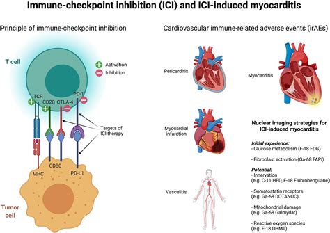 Imaging The Inflammatory Response In Checkpoint Inhibition Myocarditis