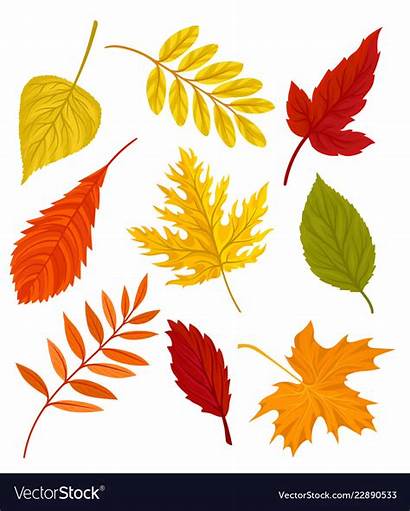 Autumn Vector Leaves Colourful Leaf Fall