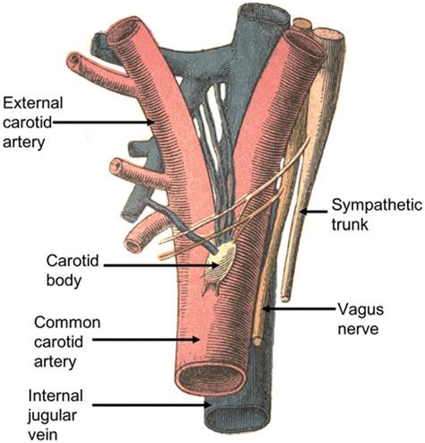 Medial View Of The Right Carotid Body Note The Nerve Branches To The