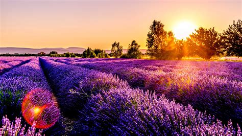 Wallpaper Lavender Field Flowers Sunset France 3840x2160 Uhd 4k