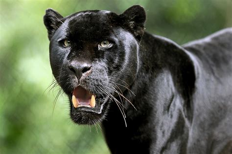 Download Depth Of Field Animal Black Panther Hd Wallpaper