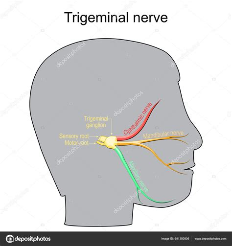 Trigeminal Neuralgia Cranial Nerve Human Head Trigeminal Ganglion Motor
