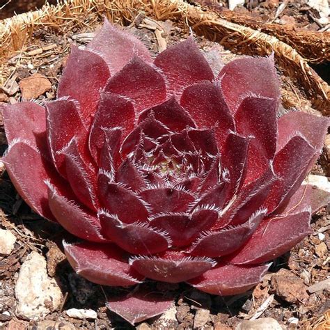Pin By Fattiger Bigbeer On Succulents Sempervivum And Etc Red