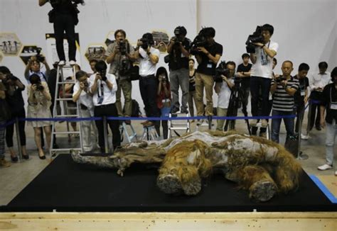 39000 Years Old Frozen Woolly Mammoth Found In Siberia Goes On Display