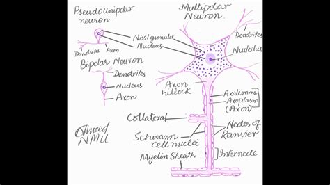 Multipolar Neuron And Peripheral Nerve Histology Diagrams Youtube