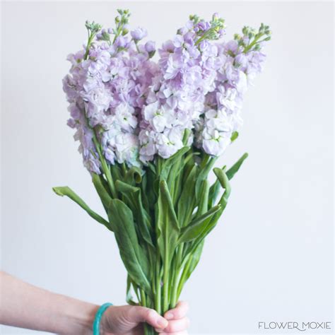 Lavender Stock Flower Bulk Diy Wedding Flowers Flower Moxie