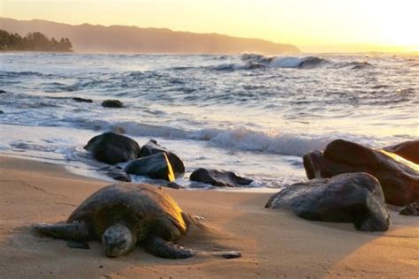 5 Best North Shore Oahu Beaches That Are Perfect For Turtles