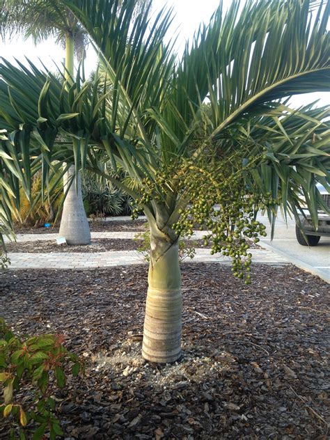 Buccaneer Palm Pseudophoenix Sargentii A South Florida Native Very
