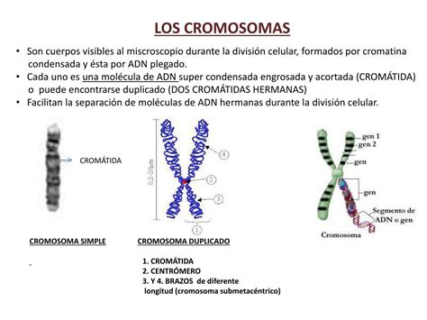 La Celula Cromosomas Estructura Y Clasificacion Images