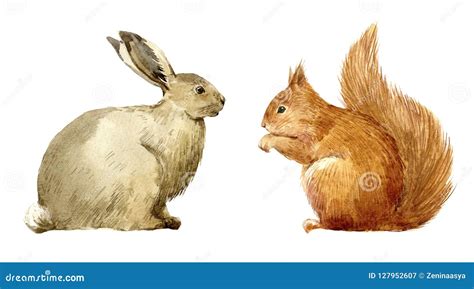 Watercolor Rabbit And Squirrel Set Stock Illustration Illustration Of