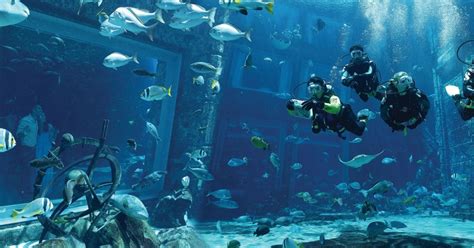 Dubai The Lost Chambers Aquarium Atlantis Diving Experience Getyourguide