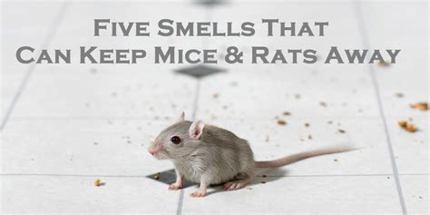 Five Smells That Can Keep Mice Rats Away Enviro Safe Pest Control
