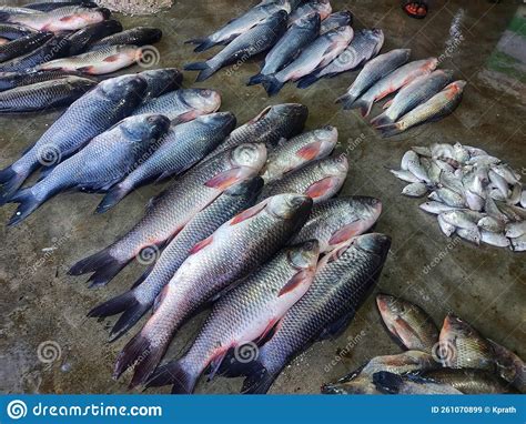 Huge Catch Of Rohu Carp Fish In Indian Fish Market For Sale Hd Stock
