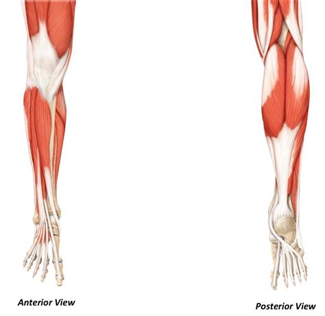 Leg Muscles Diagram Quizlet