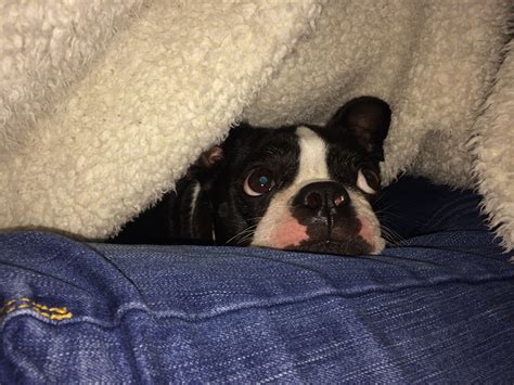 Pattons Favorite Cuddle Spot Is Under Blankets