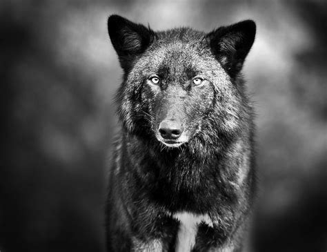 Bete Noir Wolf Quotes Alpha Wolf Wolf Love