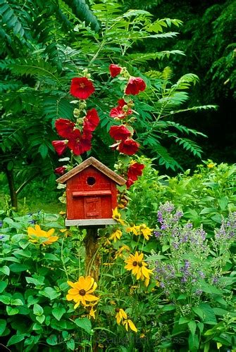 Place it at a bright spot for abundant blooms and allow the soil to dry out between watering spells. I have posted some of my favorite birdhouse, and just to ...