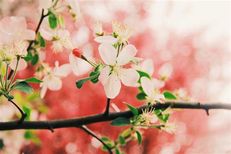 Pretty Photos Of Cherry Blossoms Popsugar Smart Living Photo 12