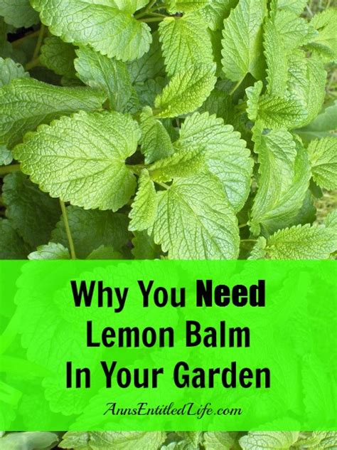 We wish you good health.make sure you guys appreciate us and don't forget to like, share and subscribe.we need your valuable suggestions for improvements and. Why You Need Lemon Balm In Your Garden