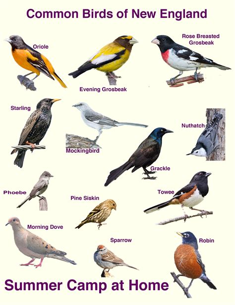 Bird Species Common British Birds Common Birds