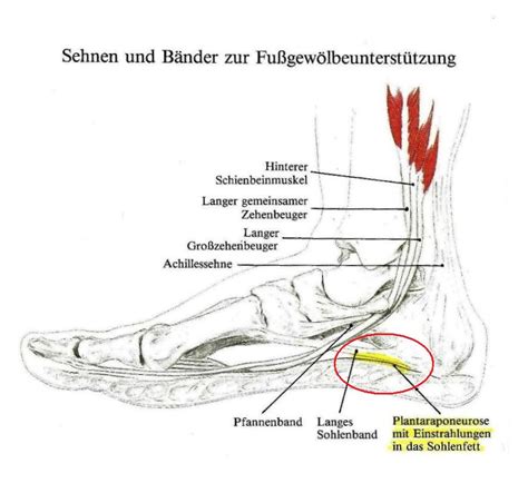 Also die ferse stand nach innen. Läuferleiden: Verletzungen erkennen und vorbeugen ...
