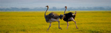 Ostrich Facts Southern Africa Wildlife Guide