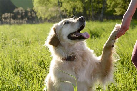10 Best Dog Breeds For Obedience