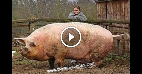 The successful pig experiment, announced monday in the proceedings of the national academy of sciences, is a first. World's 10 Biggest Animals of All Time NEW 2014! | Vinemoments