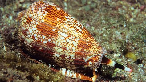 The Cone Snail Is A Slow But Highly Venomous Predator HowStuffWorks