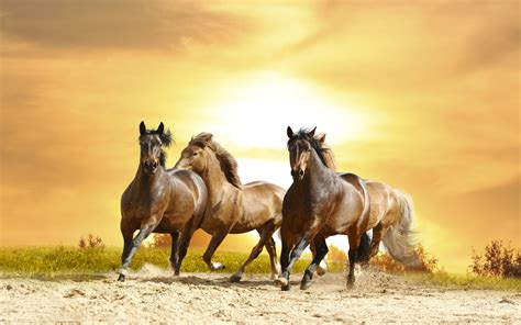 Horses Galloping Sunset Hd Wallpaper 8592
