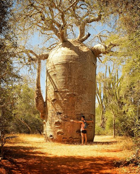One Of The Weirdest Looking Trees In Madagascar Rhumanforscale