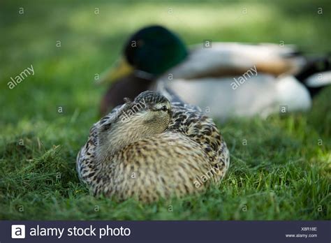 Mallard Ducks Sleeping High Resolution Stock Photography And Images Alamy