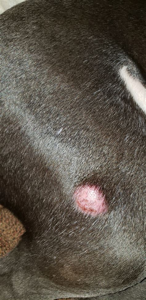 What Is A Red Bump On A Dog