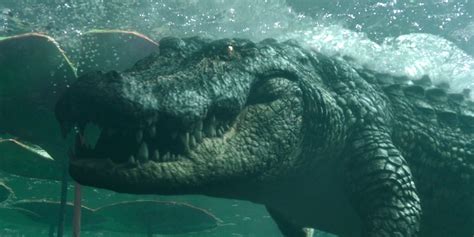 Jurassic Park Trends After Photos Of Massive Florida Gator Go Viral