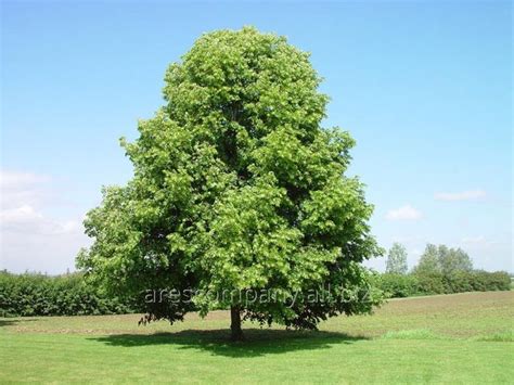 Linden Of Tilia Cordata Roelvo Grasp Of A Trunk 14 16 Linde In 2019