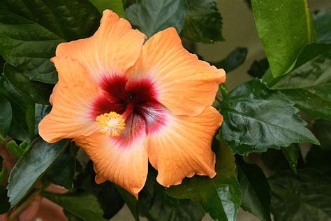 Colorful Hibiscus Photograph By Robert Tubesing Pixels