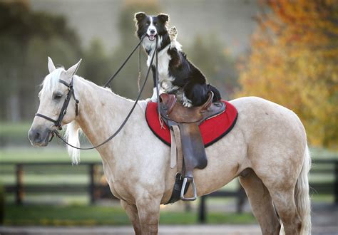 This Charming Dog That Rides Horses Is More Than Just A