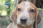 American english coonhound puppies goes through various stages until he is of 1 year and matures. American English Coonhound Puppies for Sale from Reputable Dog Breeders