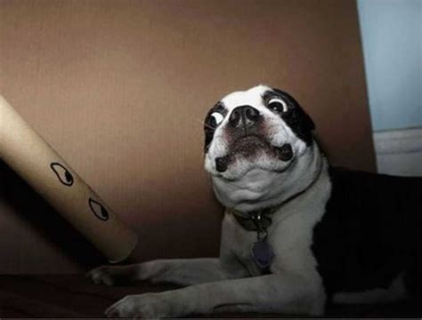 53 Funny Animal Dog Meme Face