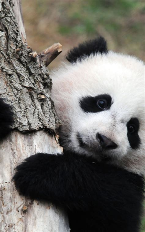 Free Download Panda Pandas Baer Bears Baby Cute 59 Wallpaper 4288x2848