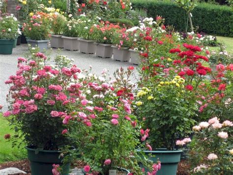 24 Small Rose Garden Design Ideas For Home Yard More