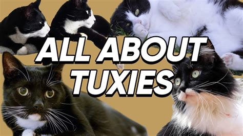Fun Facts About Tuxedo Cats That We Bet You Didnt Know