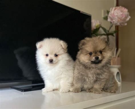 Pomeranian Puppies For Sale Adoption From Penang Bukit Mertajam