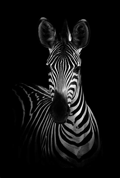 Das Zebra Wildphotoart Als Kunstdruck Oder Gemälde