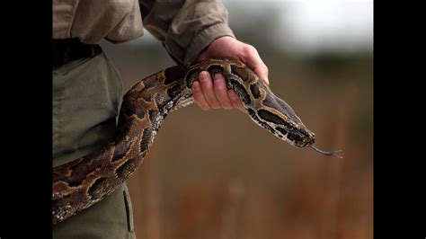 The Hunt For The North African Rock Python In The Florida Everglades