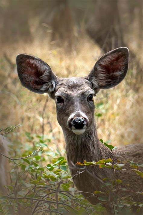 Mule Deer Photograph By Sandra Js Fine Art America