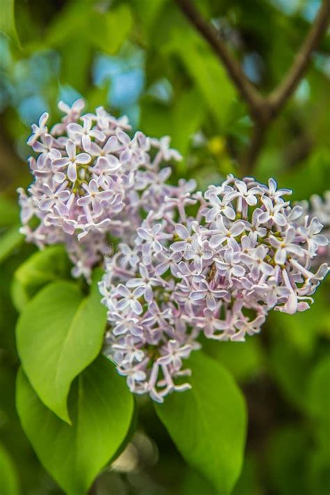 Lilac Tree Flowers Stock Image Image Of Landscaping 146485395