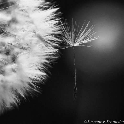 Black And White Photography Dandelion Wall Art Set Of 4 Square Fine Art