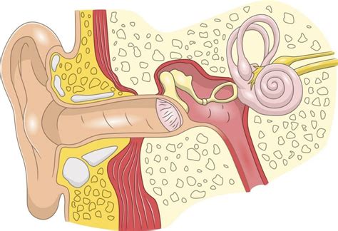 The Bones Of The Ear Facty Health